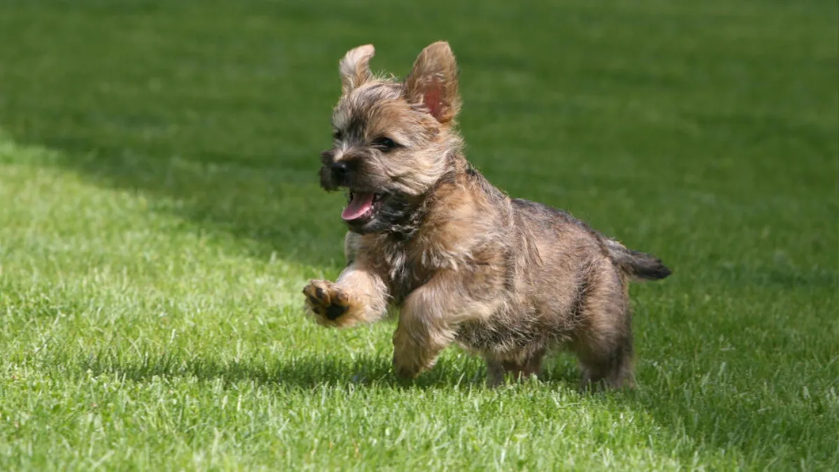 Famous Cairn Terriers