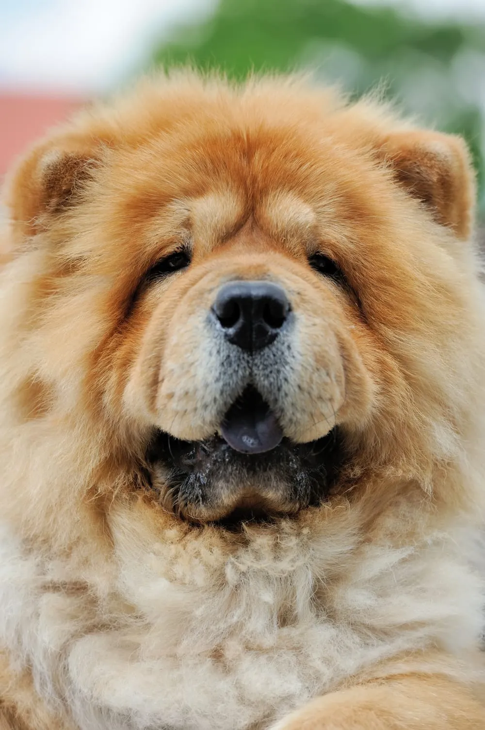 Can Chow Chows live in Hot Weather