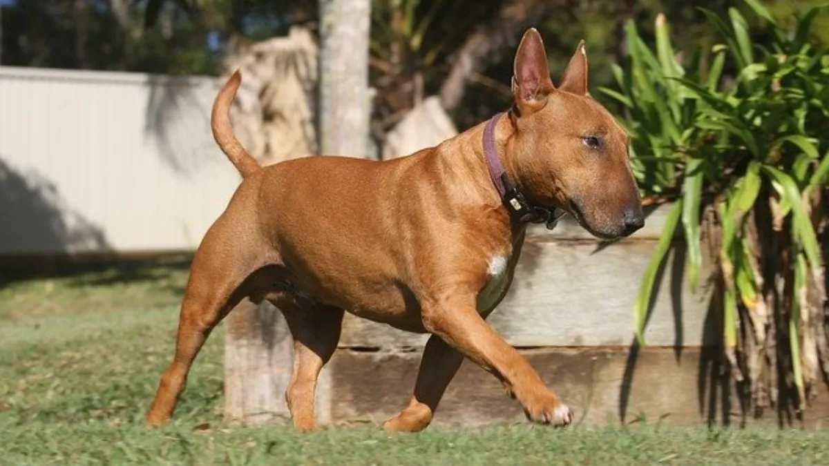 Epesiri Rhinestone Dog Collar with Leash