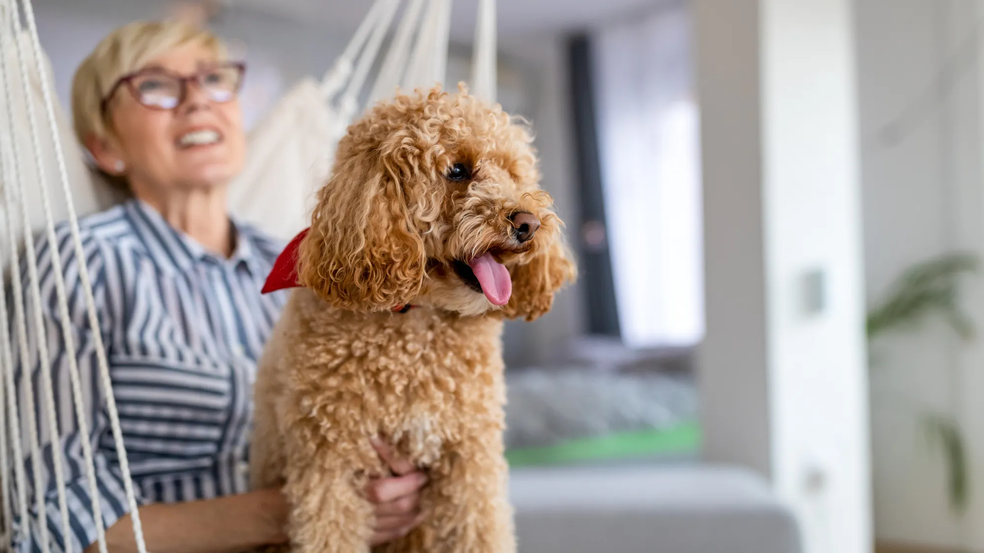 Are Cockapoo Dogs Hypoallergenic?