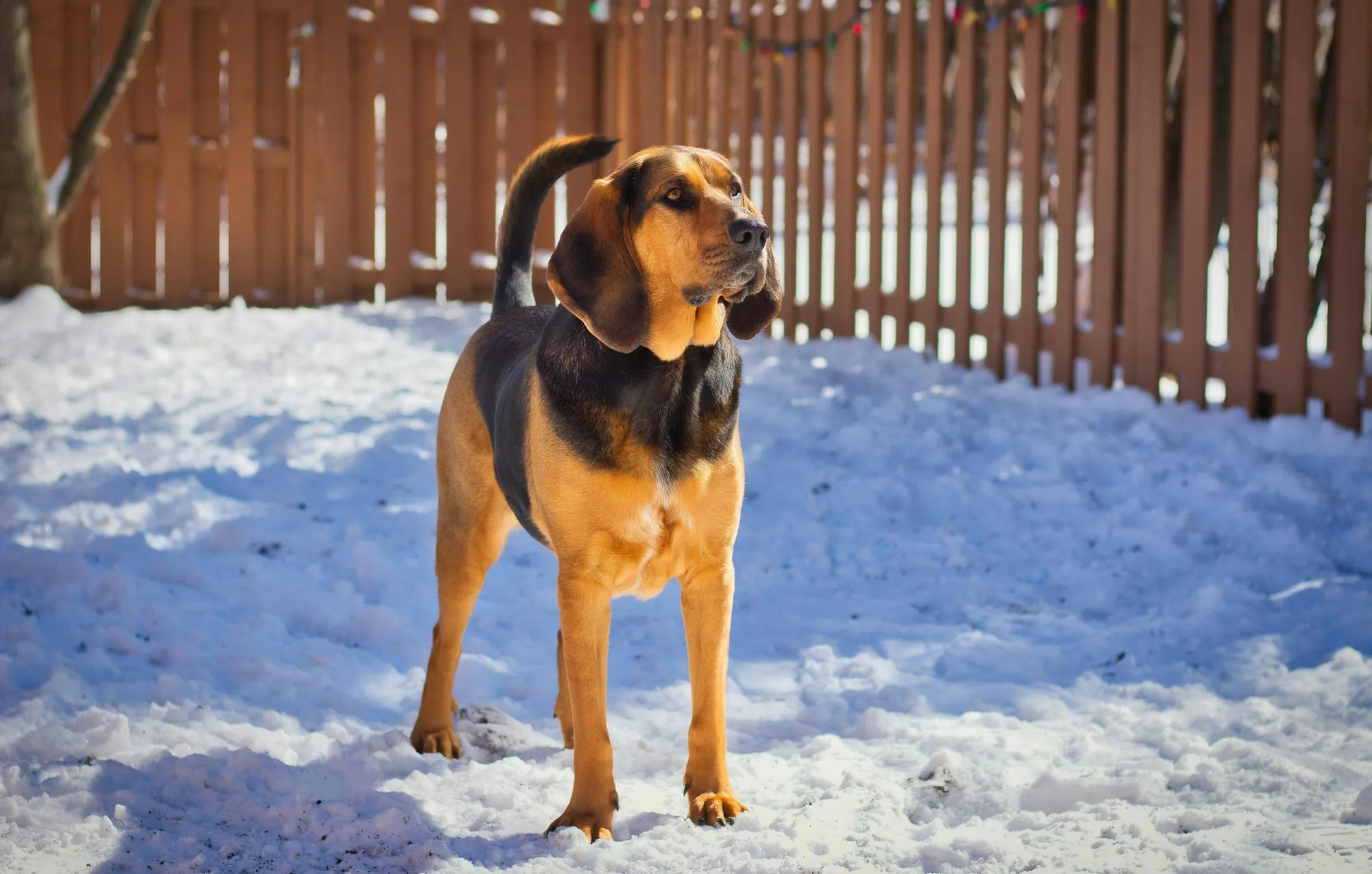 Understanding the Bloodhound Breed