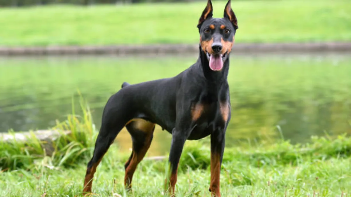 Doberman's Role and Recognition