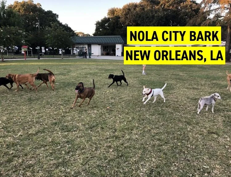 NOLA City Bark, New Orleans, LA