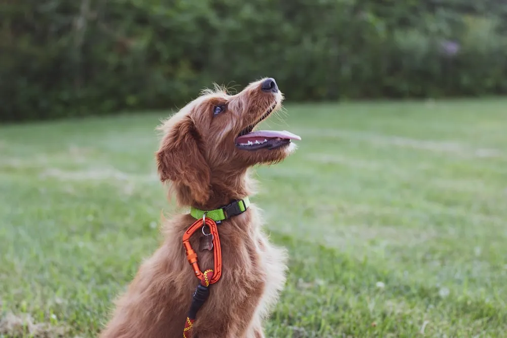 Mistakes Owners Make When Training Their Dog