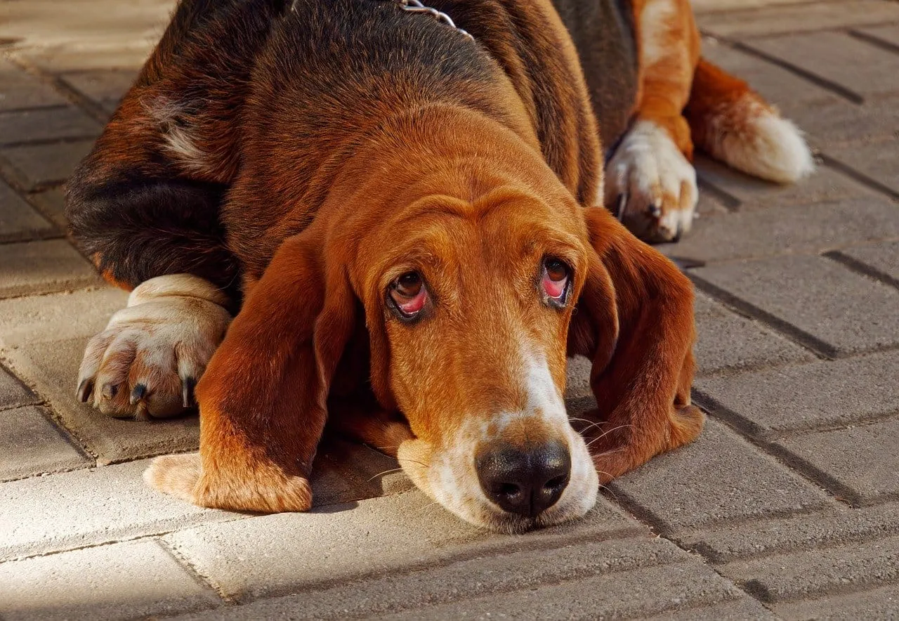 Understanding the Bloodhound Breed
