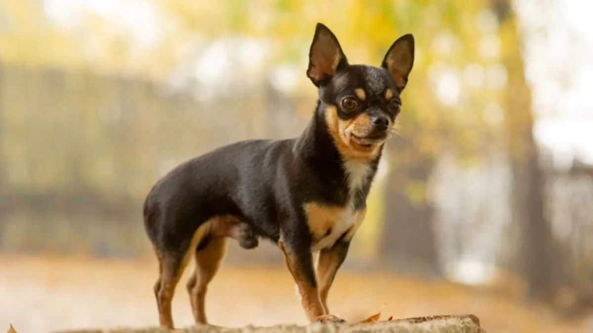 Miniature Pinschers Related to Chihuahuas?