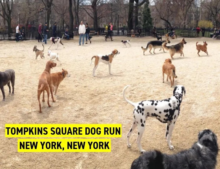Tompkins Square Dog Run, New York, New York