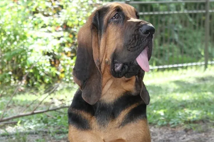 bloodhound named Sherlock