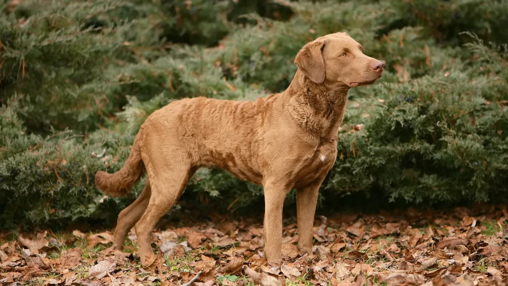 Chesapeake bay cheap retriever price