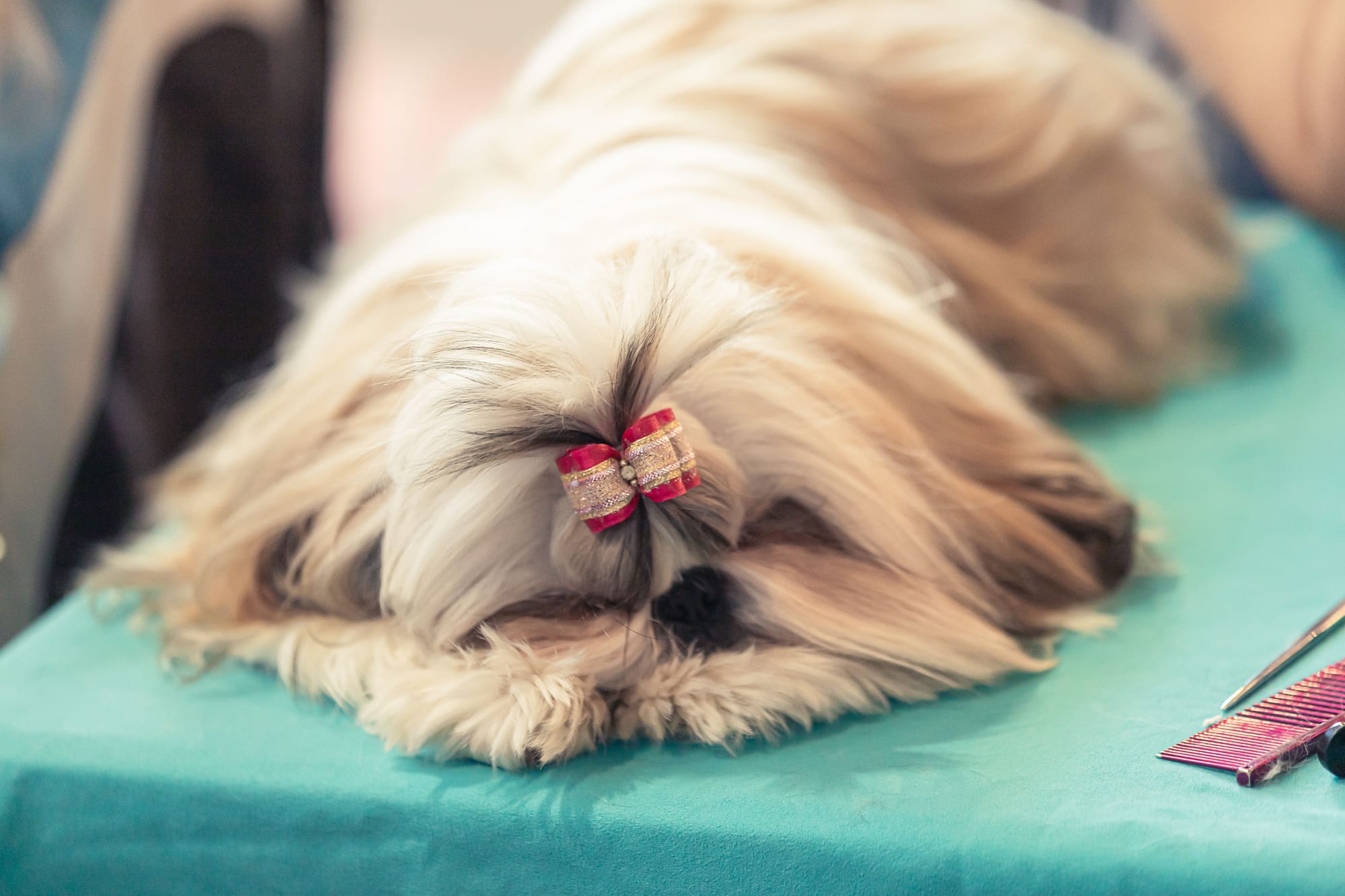 Shih tzu hot sale constantly scratching