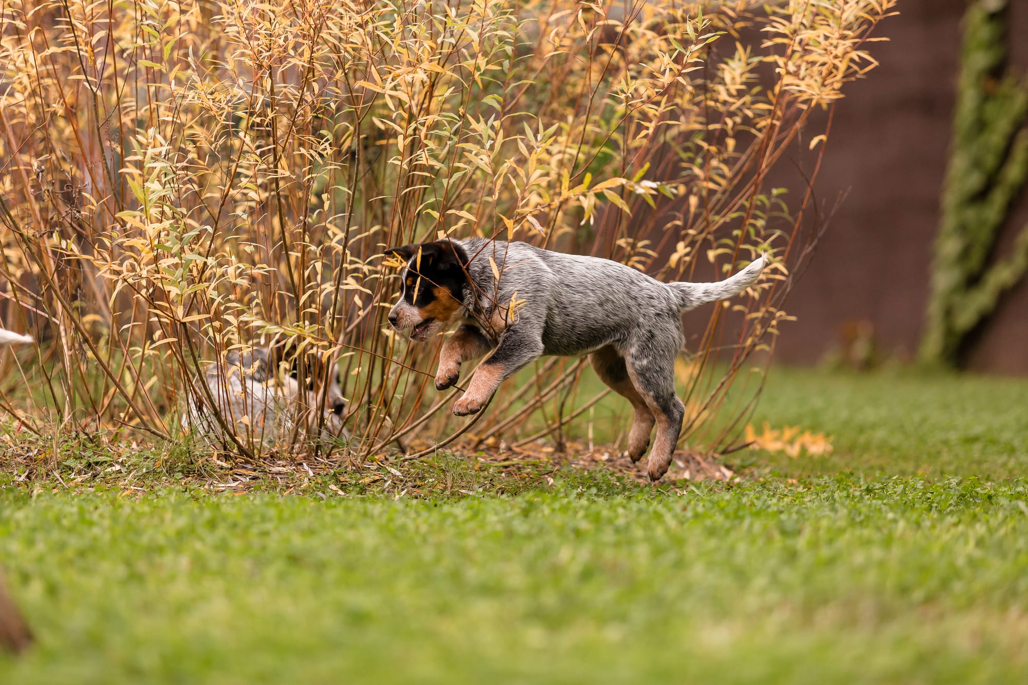 Hunting Dog Names: A Complete Guide & Resource