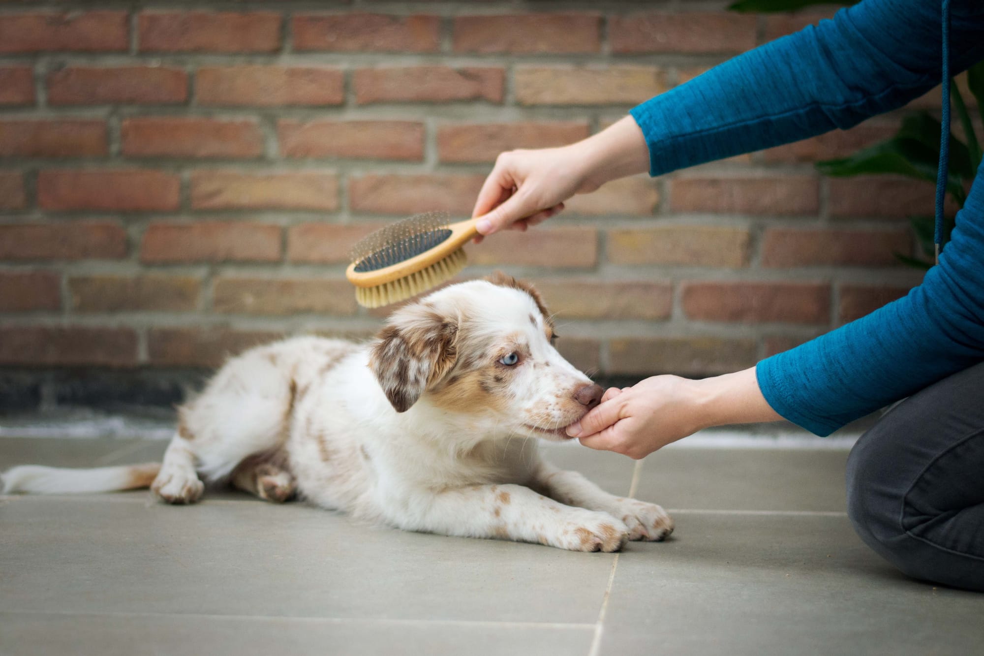 Dog Hairballs management