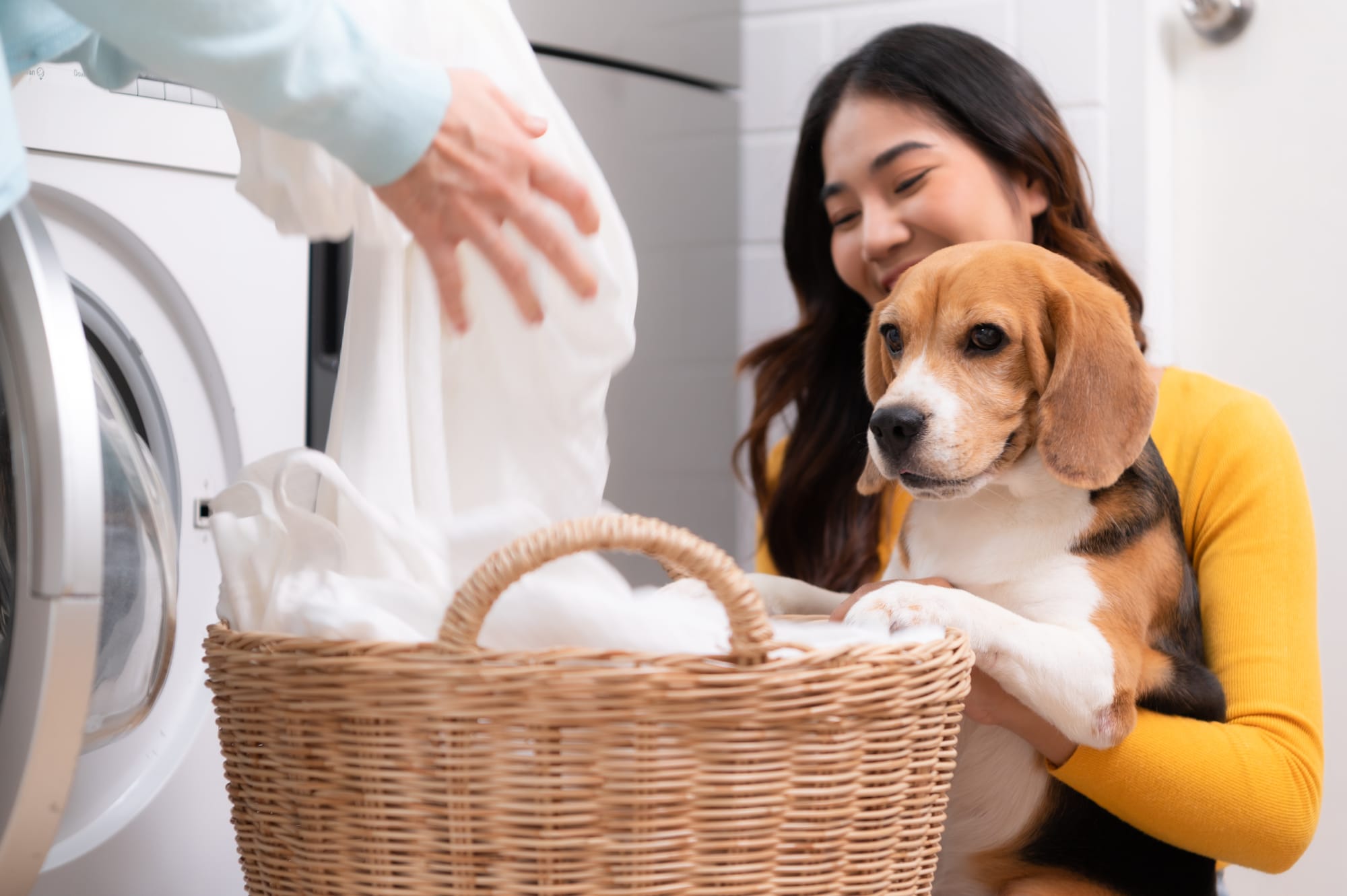 Dog Safe Laundry Detergent