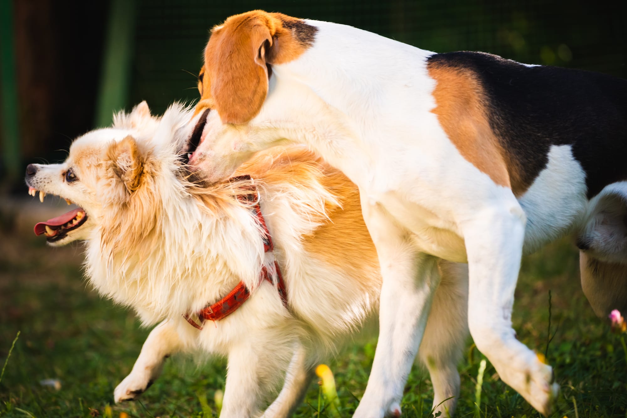 Why Female Dogs Hump After Being Spayed