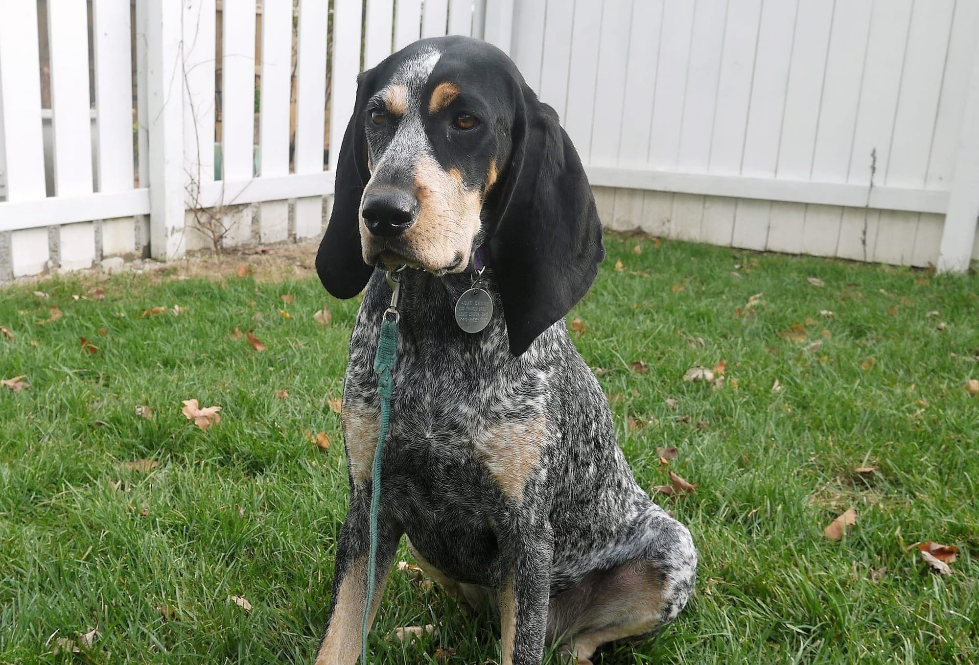 Are Bluetick Coonhounds Good Family Dogs