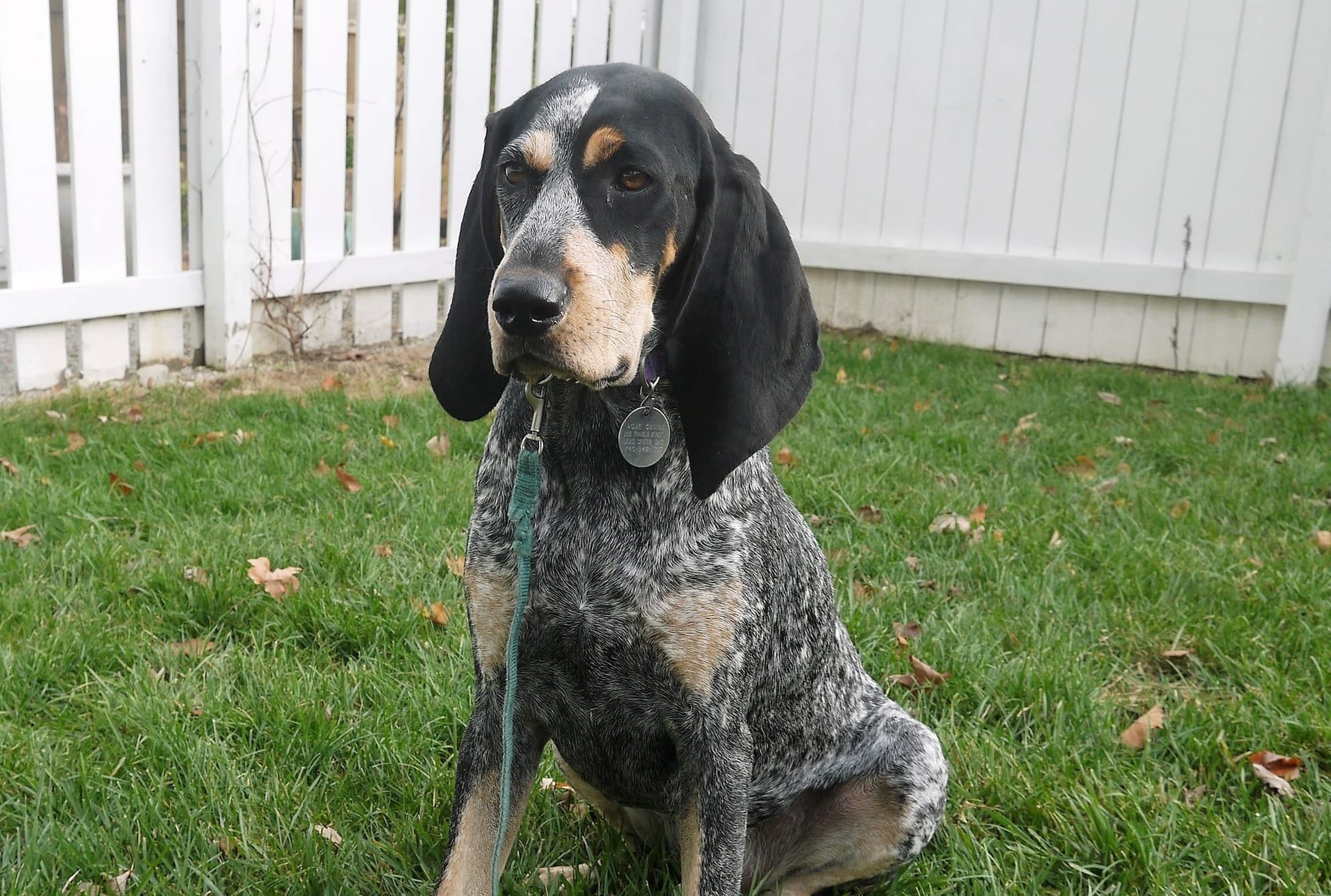 are bluetick coonhounds rare