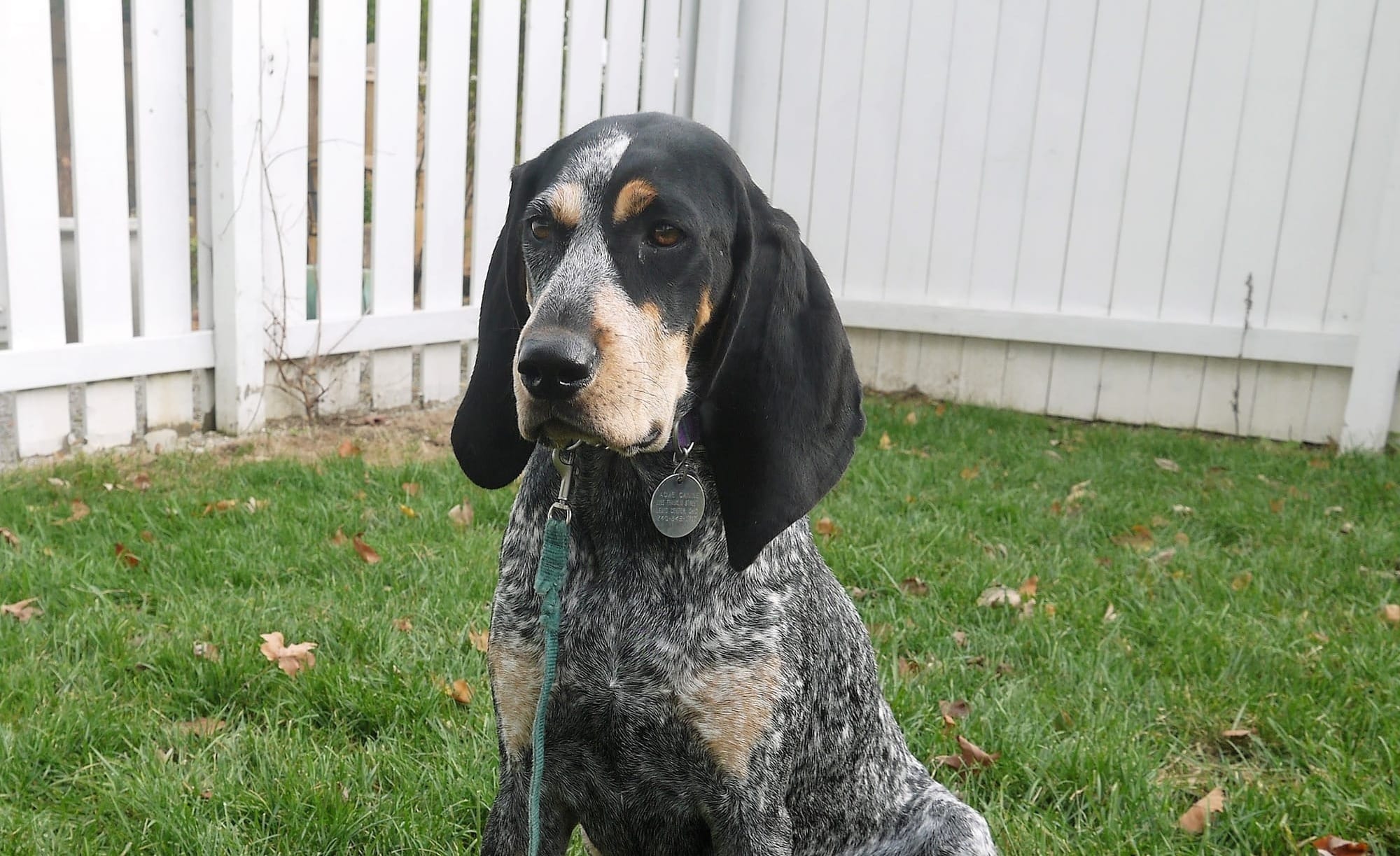 are bluetick coonhounds rare