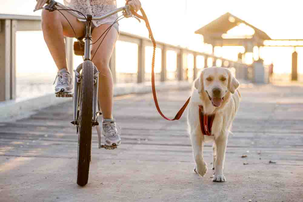 Riding Bike with Dog