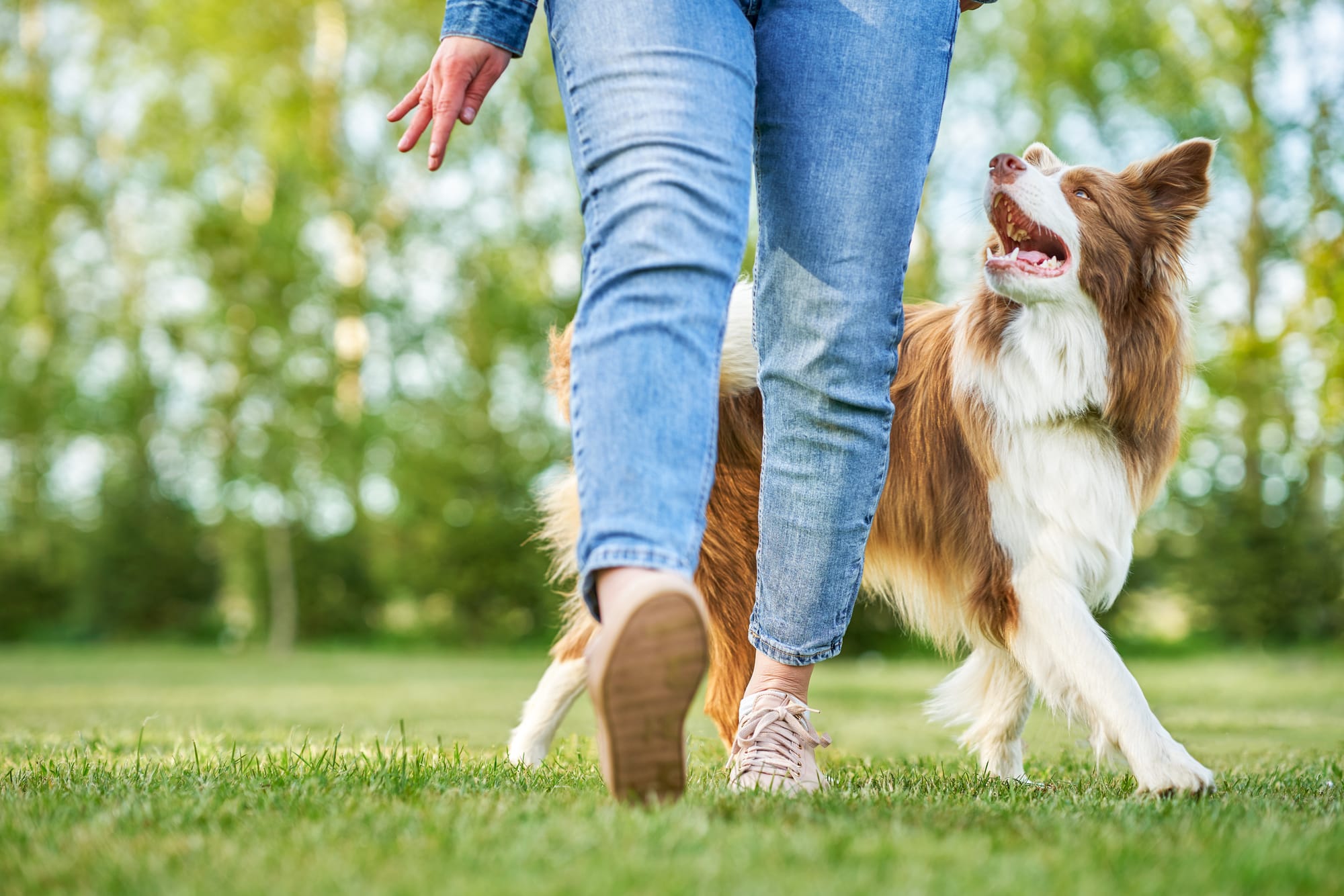 What to Do If an Off-Leash Dog Approaches You