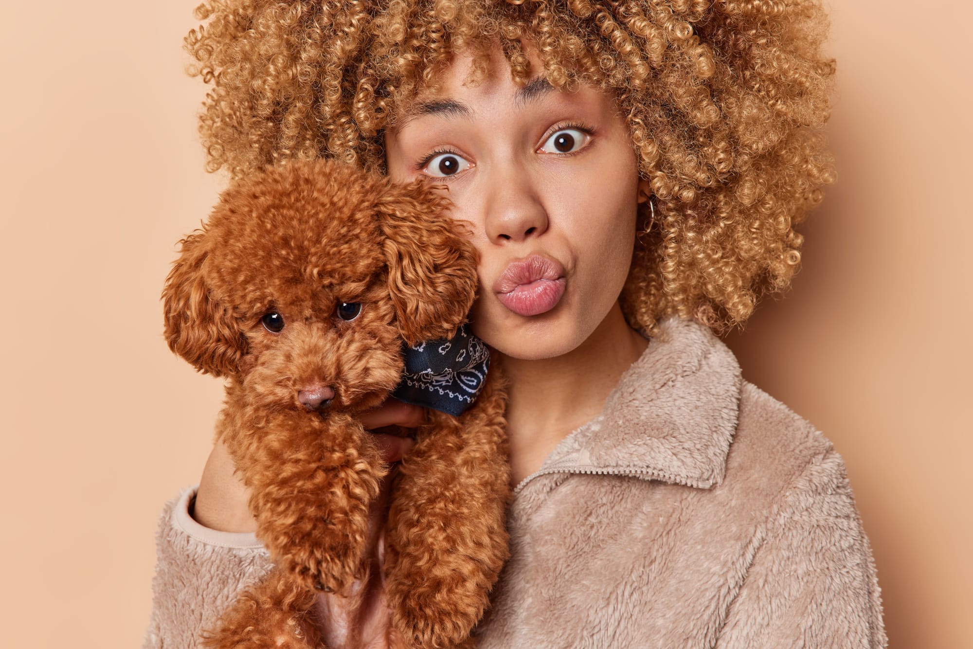 Owning a Toy Poodle