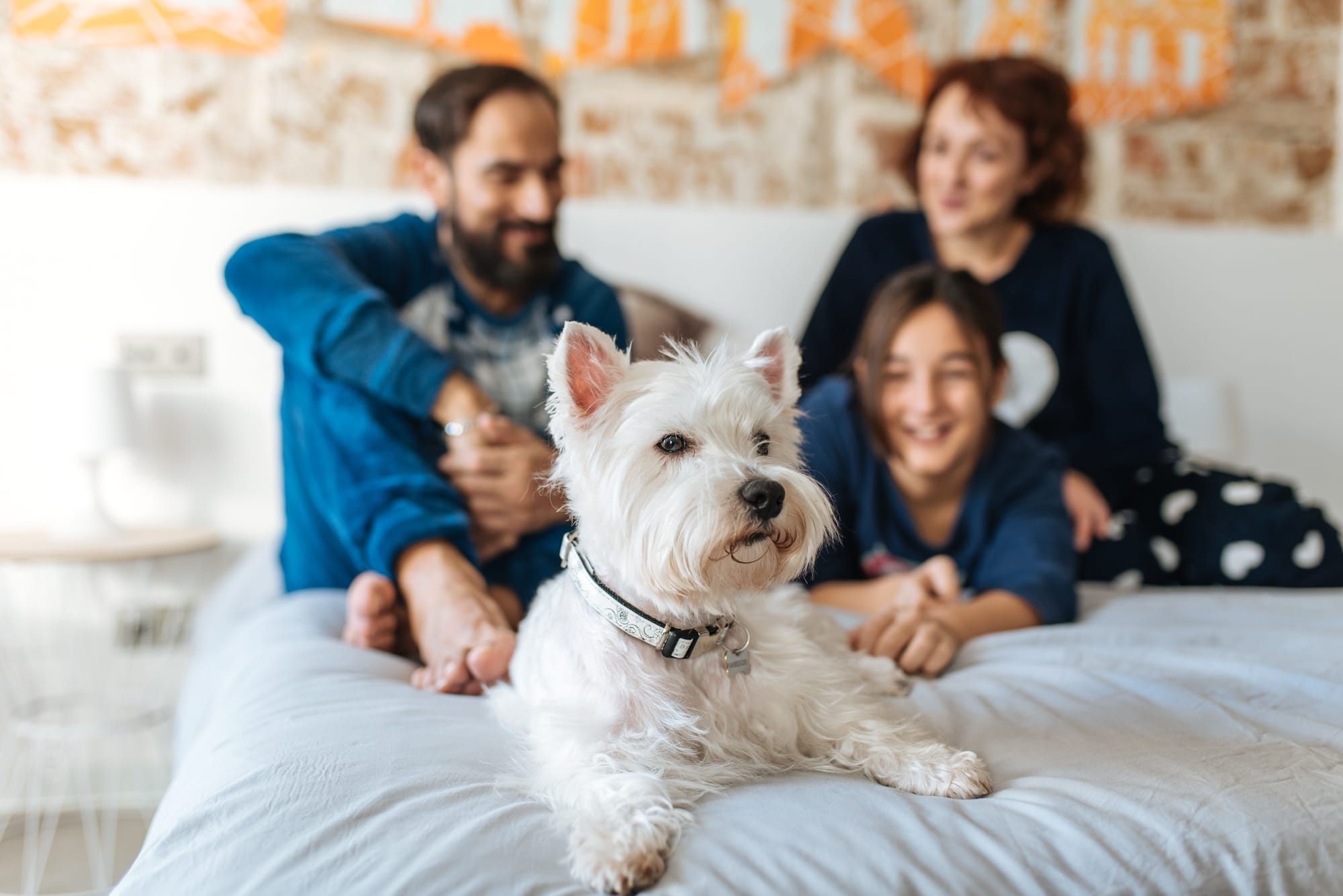 Are Westies Great Family Dogs