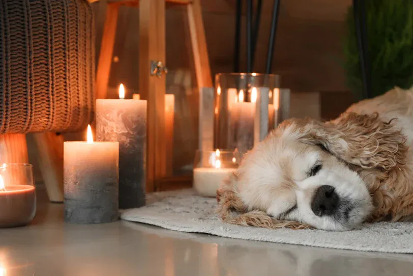 Dog Safe Candles