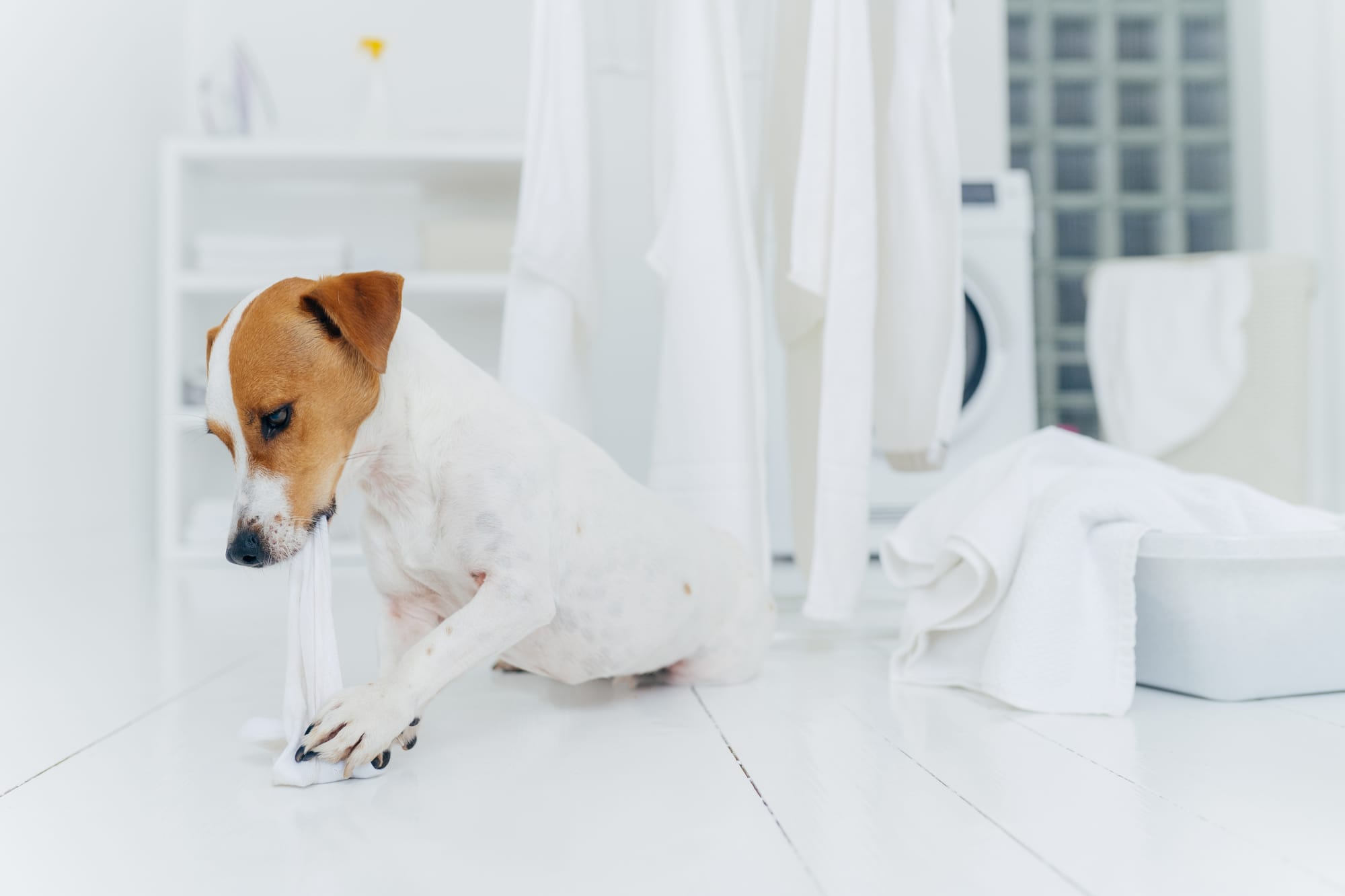 Dog Kicks Back Leg After Bathroom