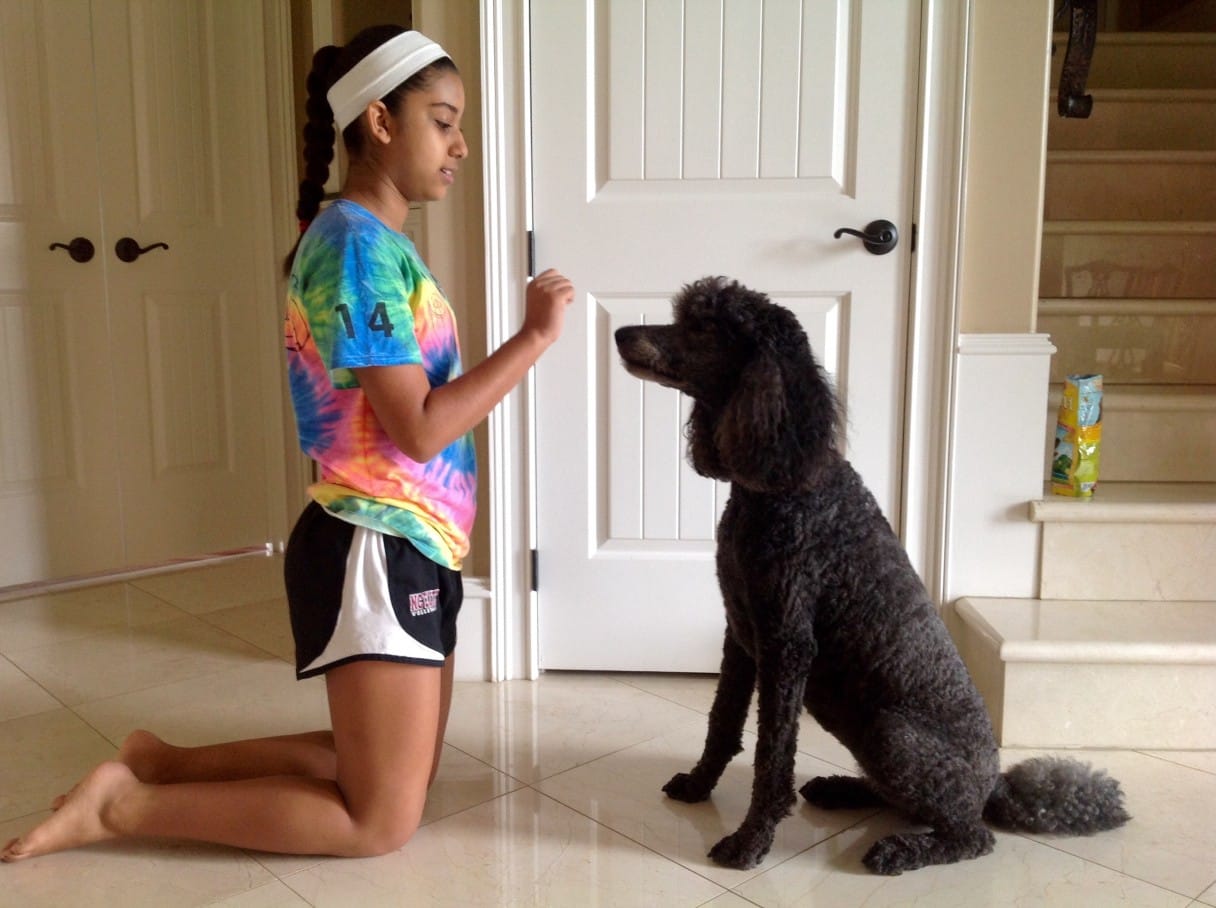 deaf dog training by a girl