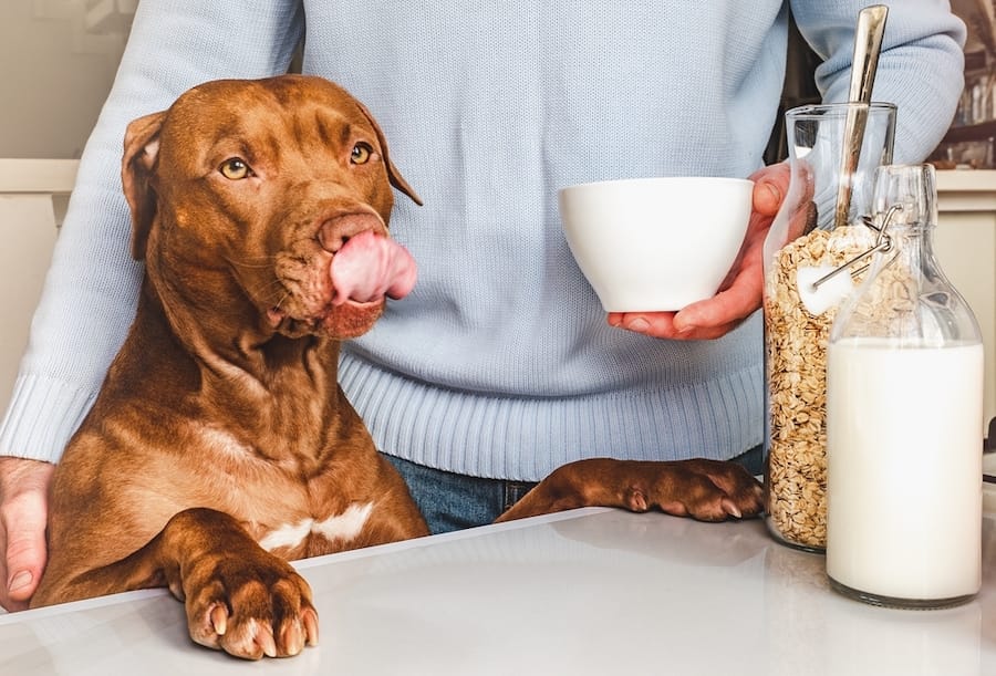 Can Dogs Have Oatmeal?