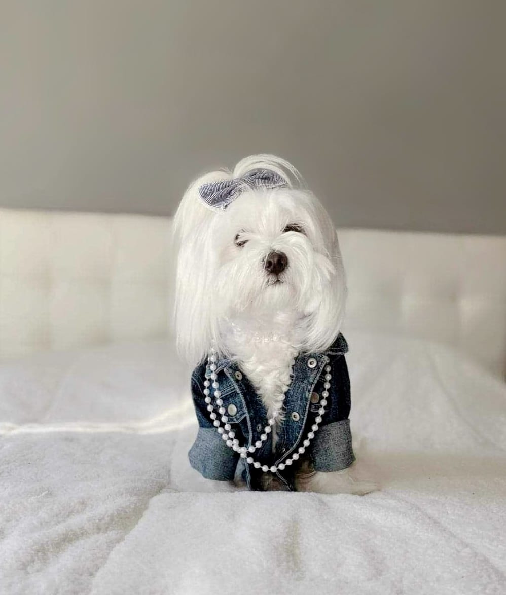 DOGFLUENCERS: Meet Meggie, Instagram's Famous Pet Model