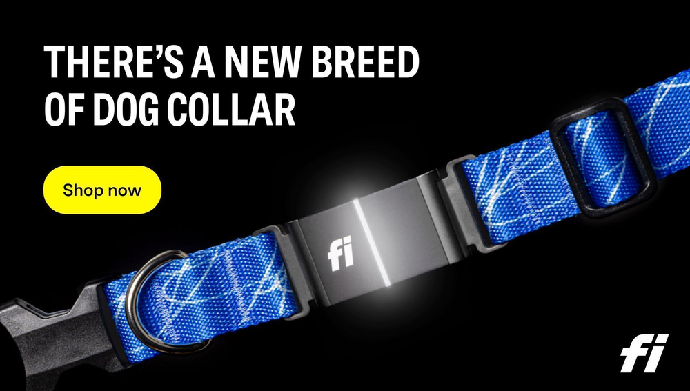 Fi smart Standard Poodle gps collar