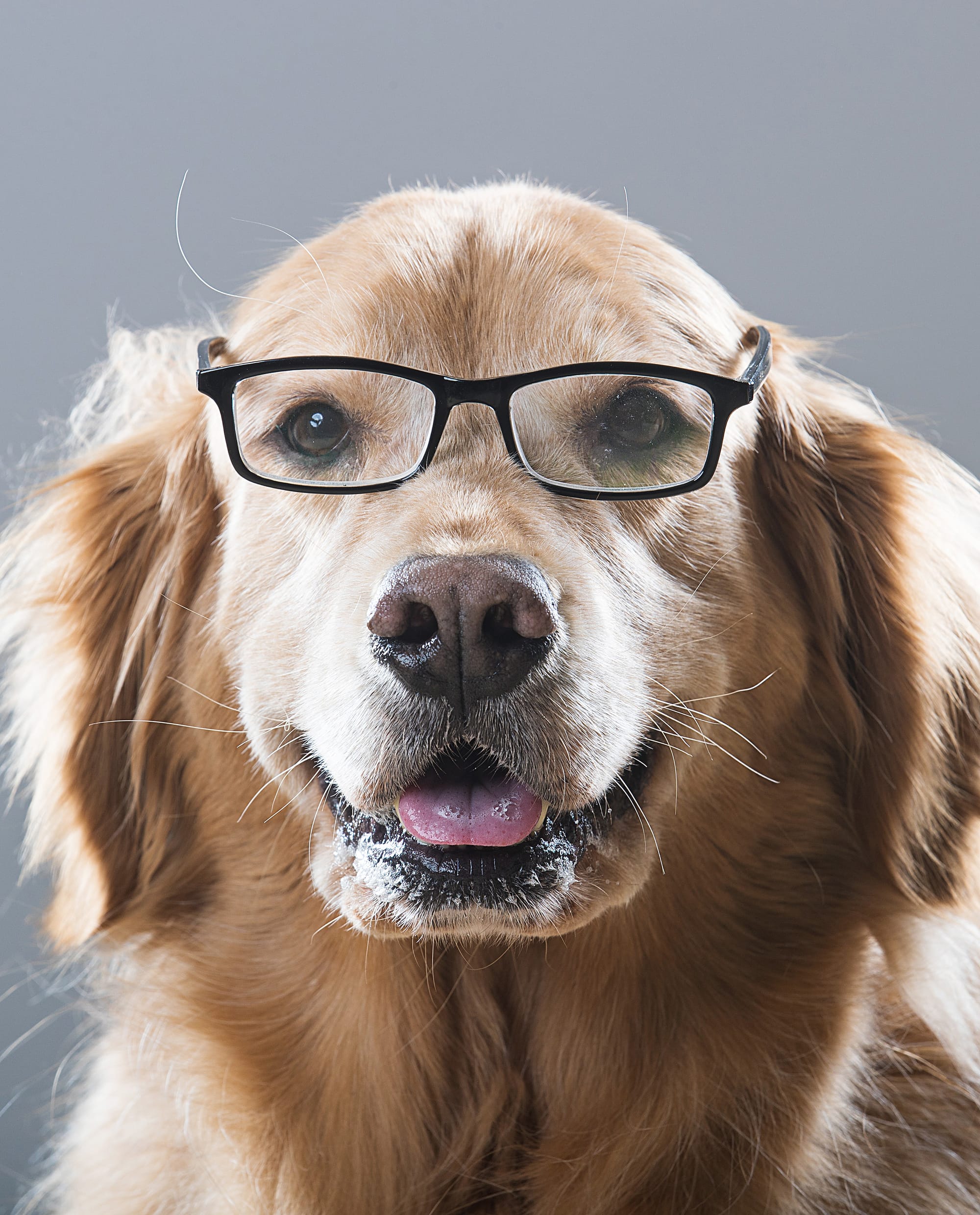 Dog Breeds with Poor Eyesight