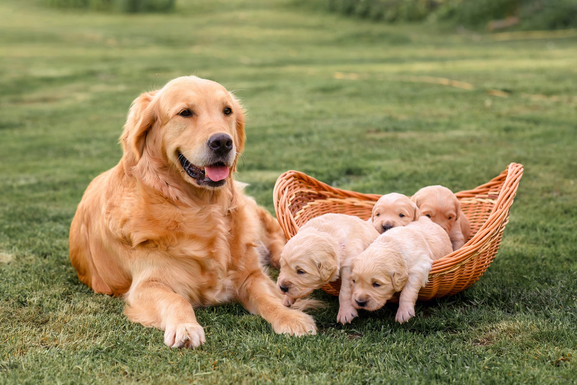 How Many Puppies Can a Dog Have First Time