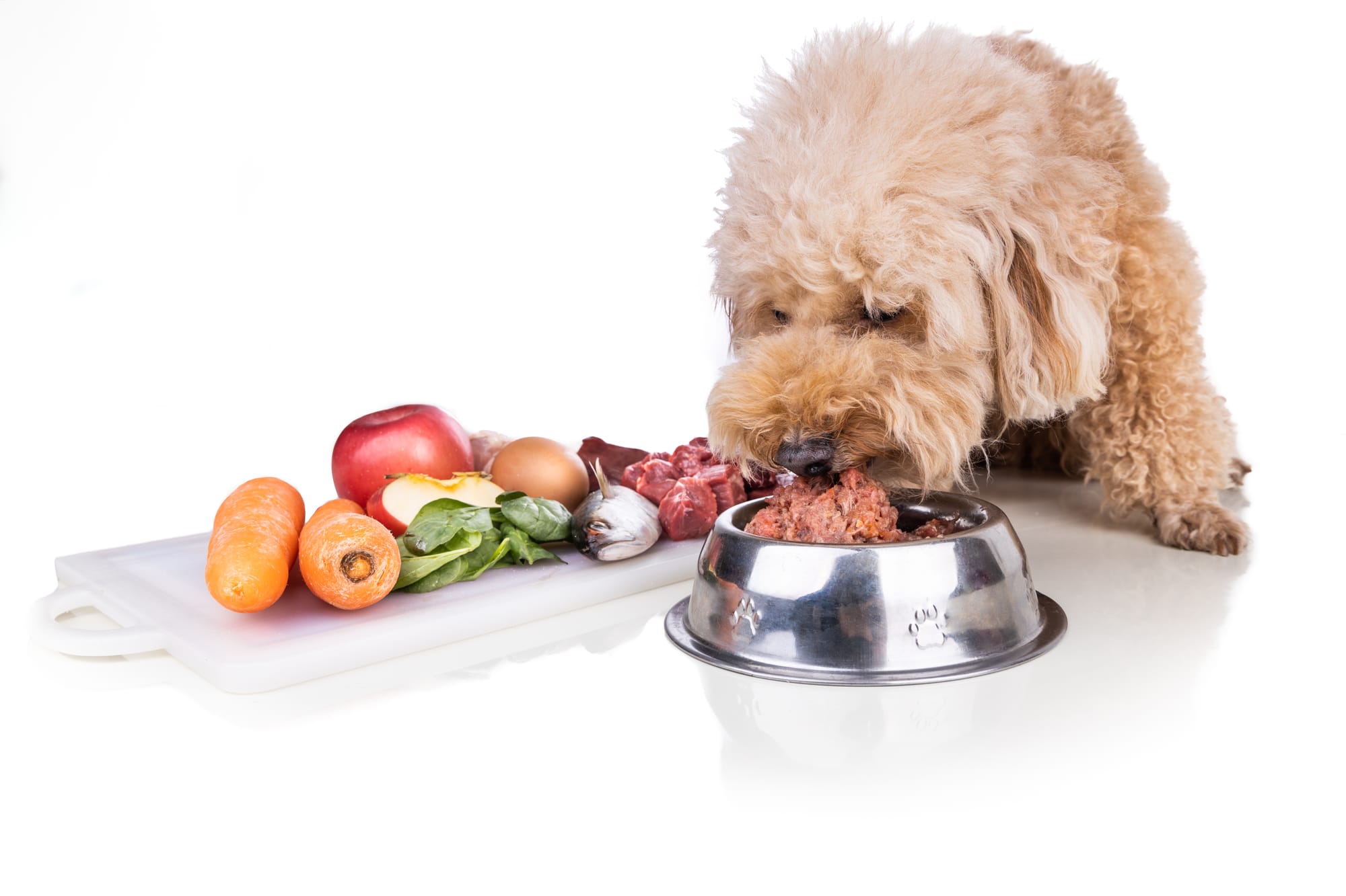 Best Foods for Gassy Dogs
