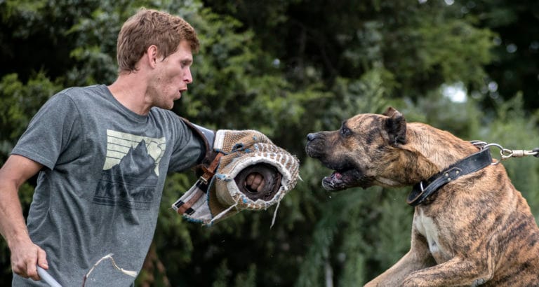 Presa Canario Training