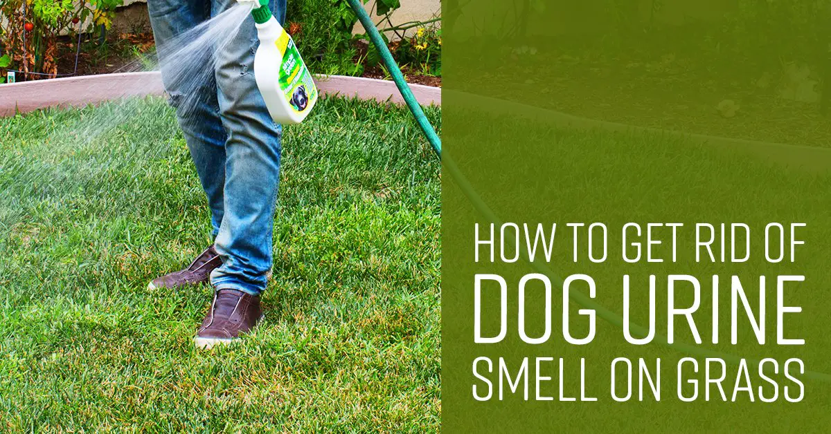 How to Eliminate Dog Pee Smell Outside