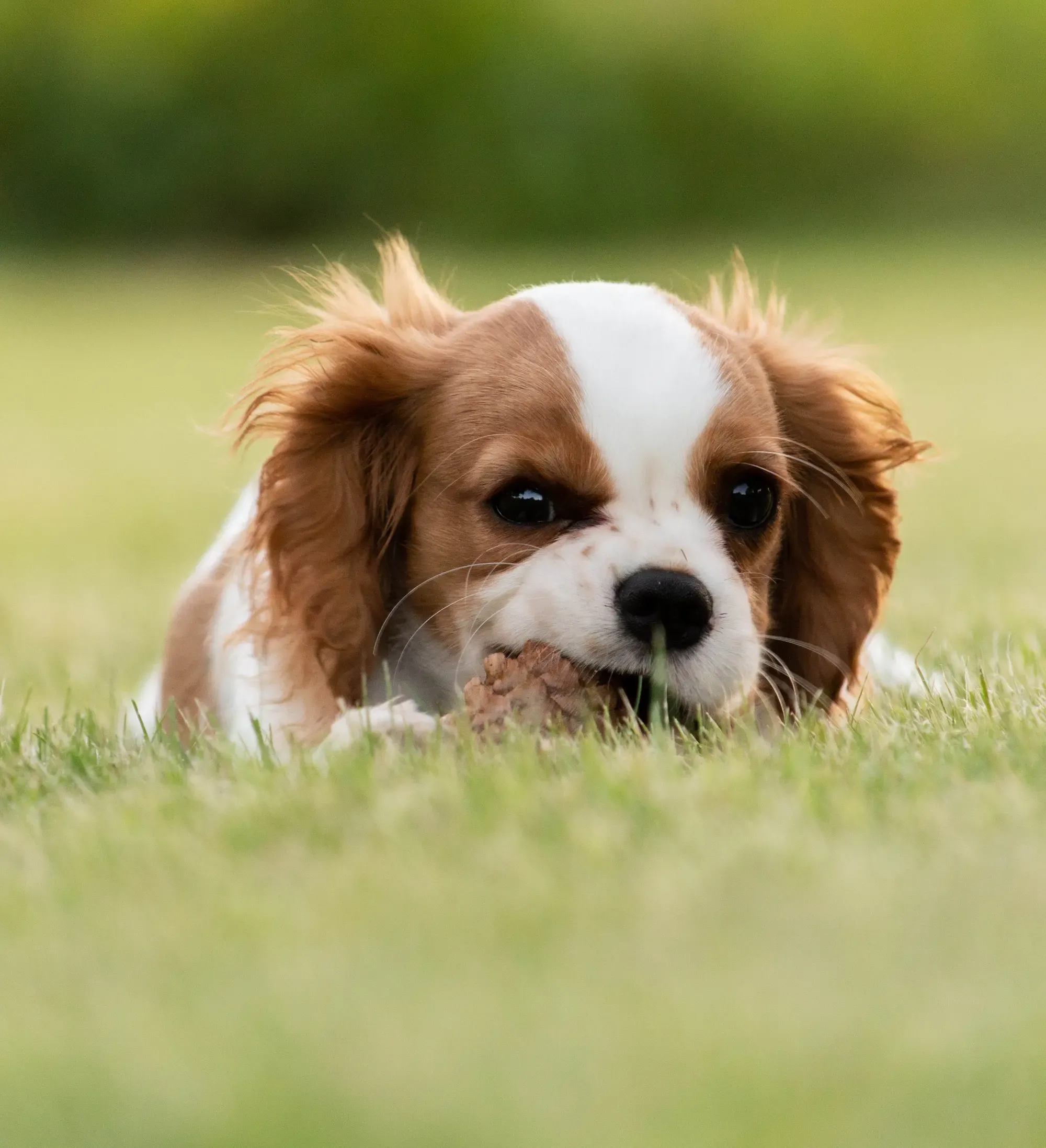 the adaptable nature of Cavaliers makes