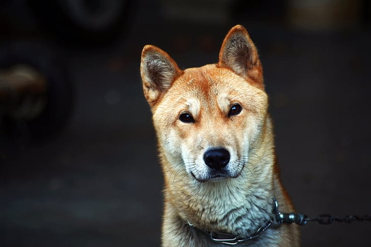 Korean store dog names