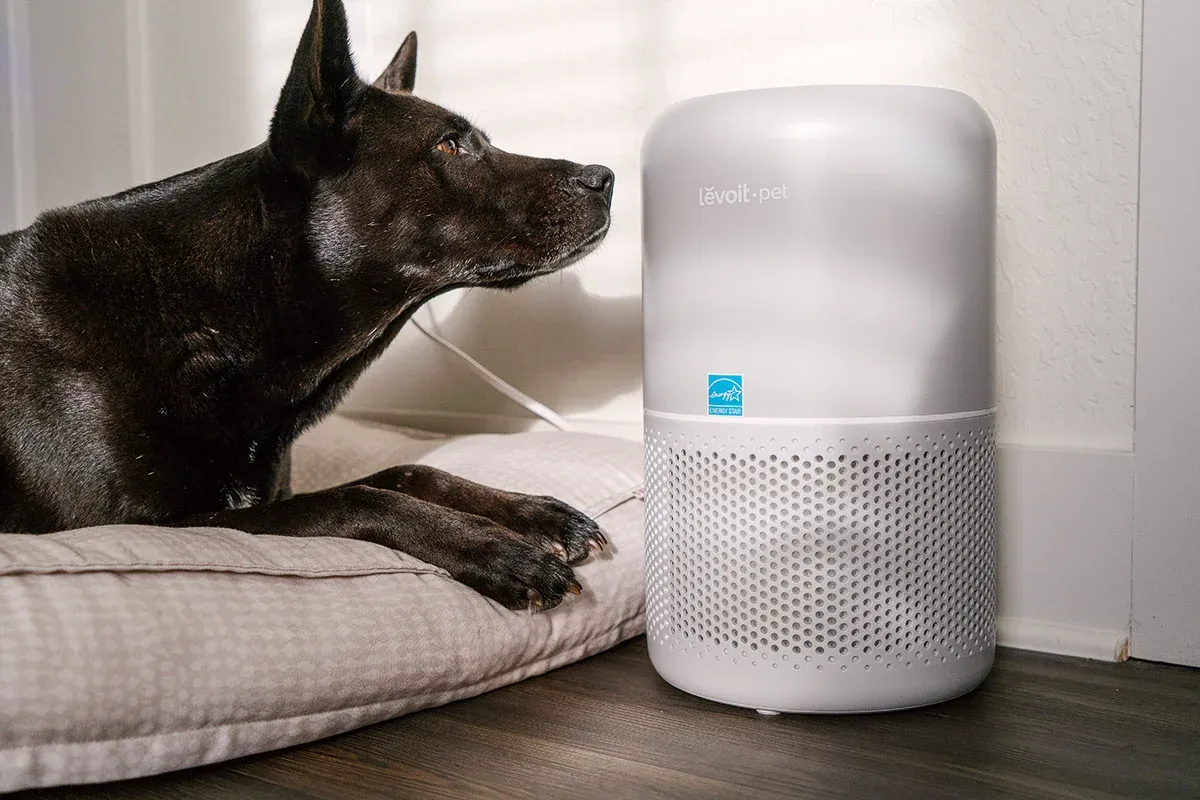 Air Purifier for Dog Smell