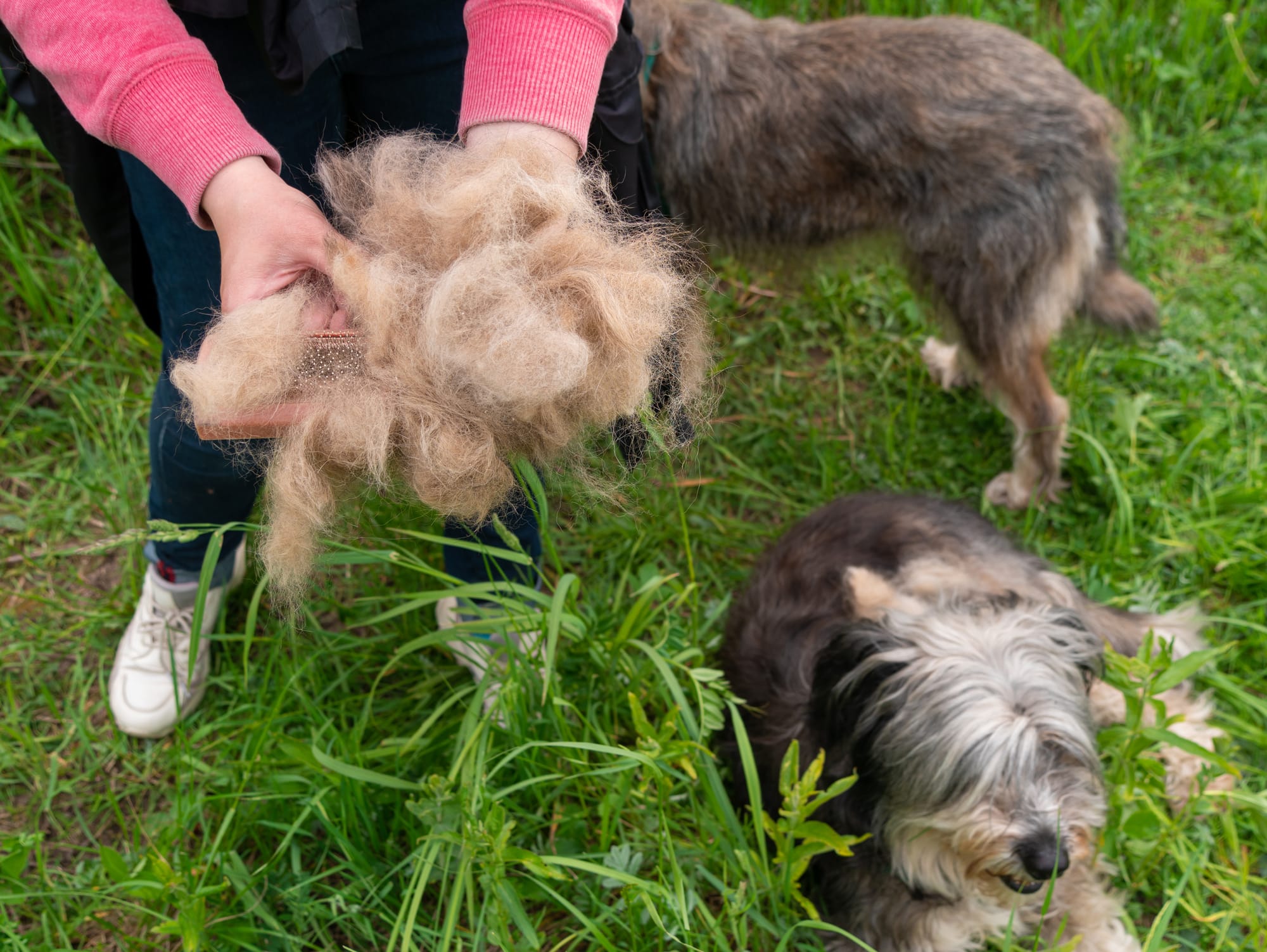 Dogs and Their Shedding Seasons