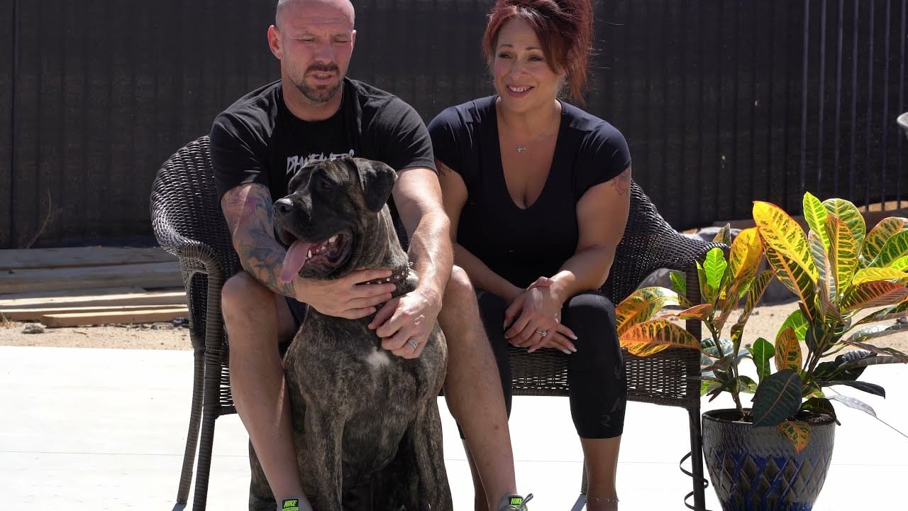 Are Presa Canario Dogs Good for Families?