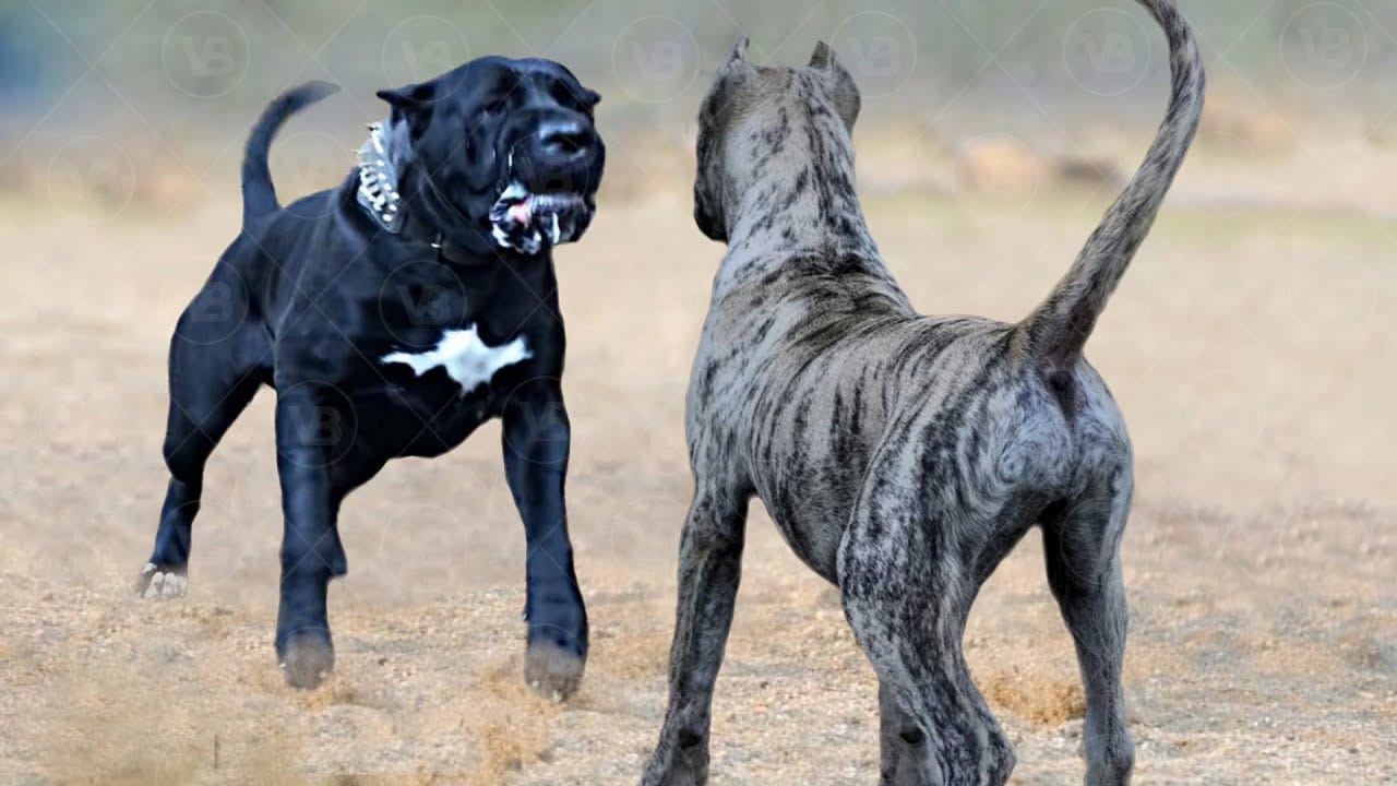 Presa Canario with another Dog
