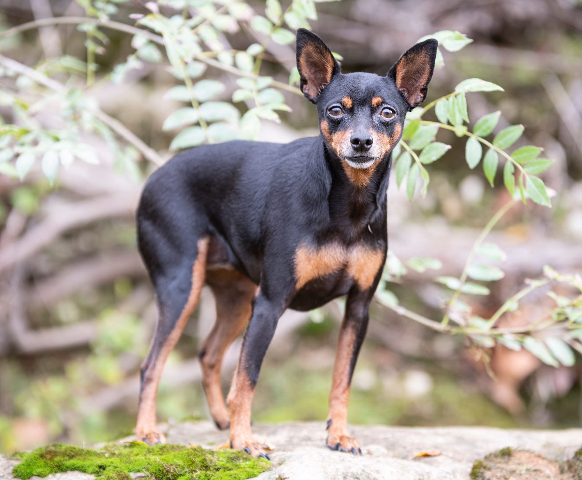 What is a Miniature Pinscher