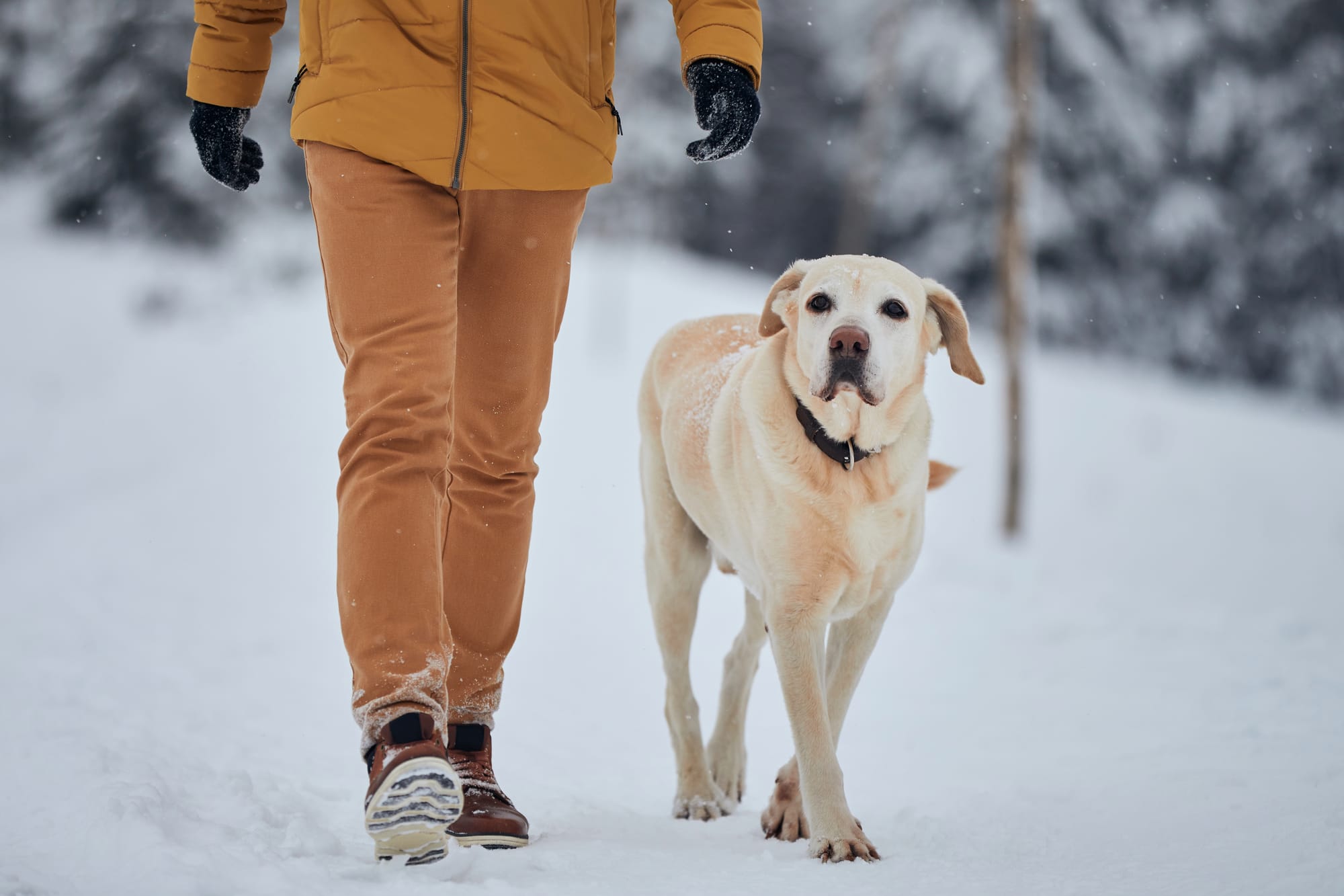 How Cold is Too Cold to Walk Your Dog