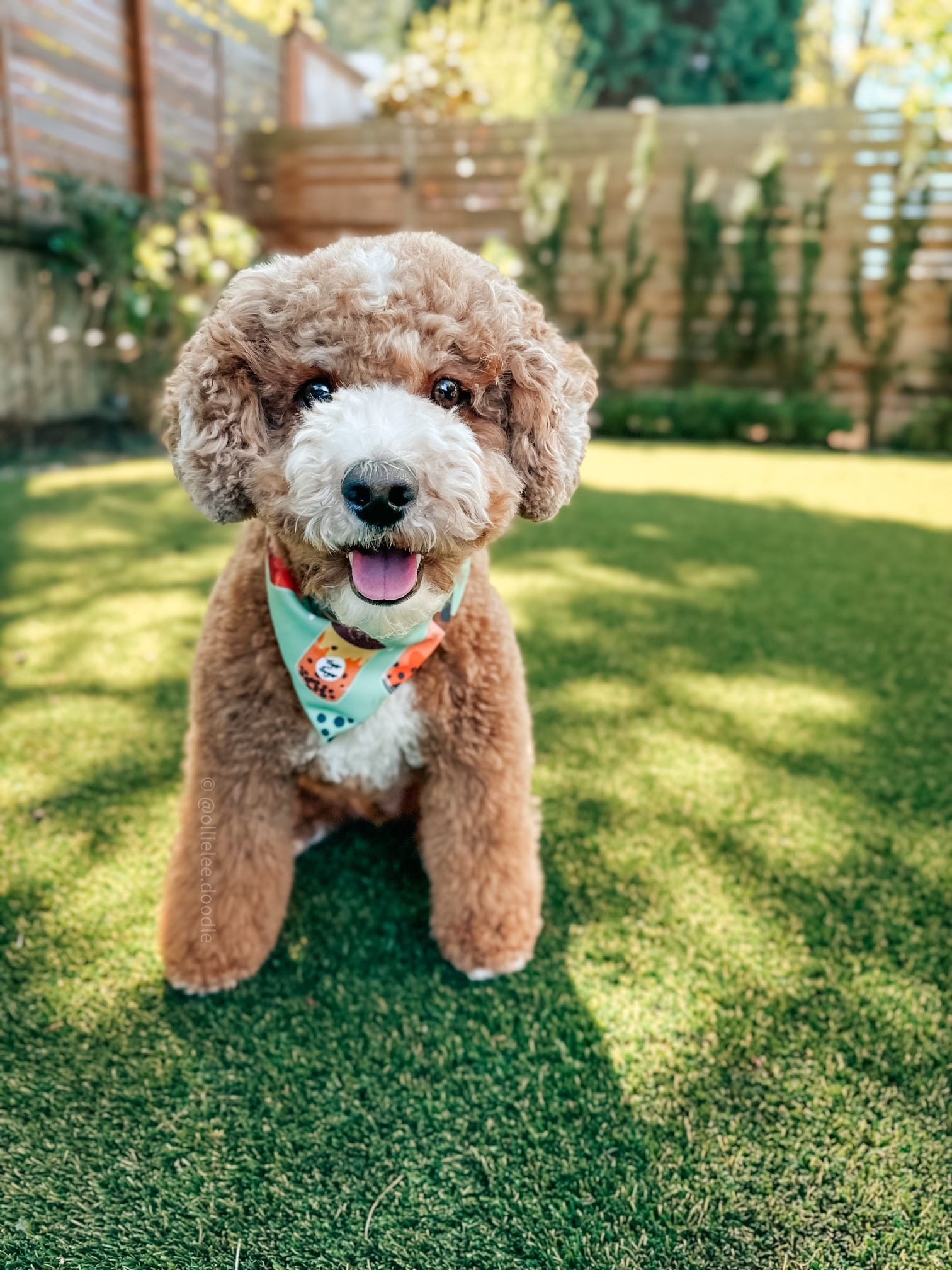 DOGFLUENCERS: Meet Ollie Lee, Instagram's Adorable Mini Double Doodle