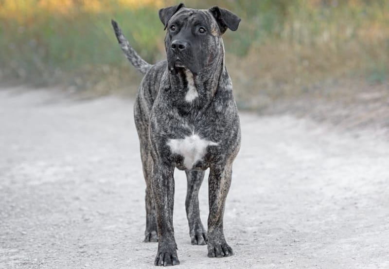 Do Presa Canarios Drool?