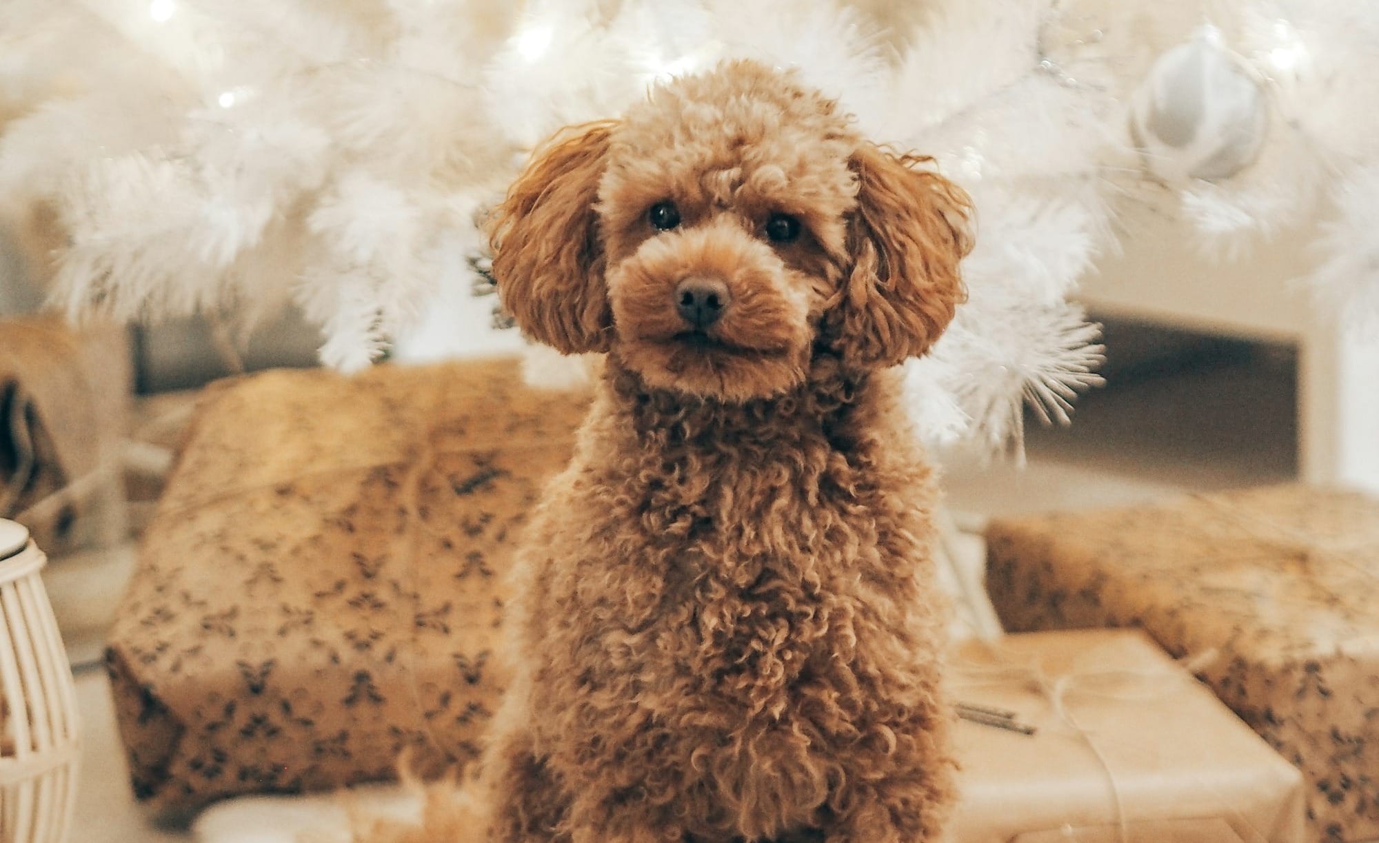 Miniature poodle in front of christmas gifts and tree