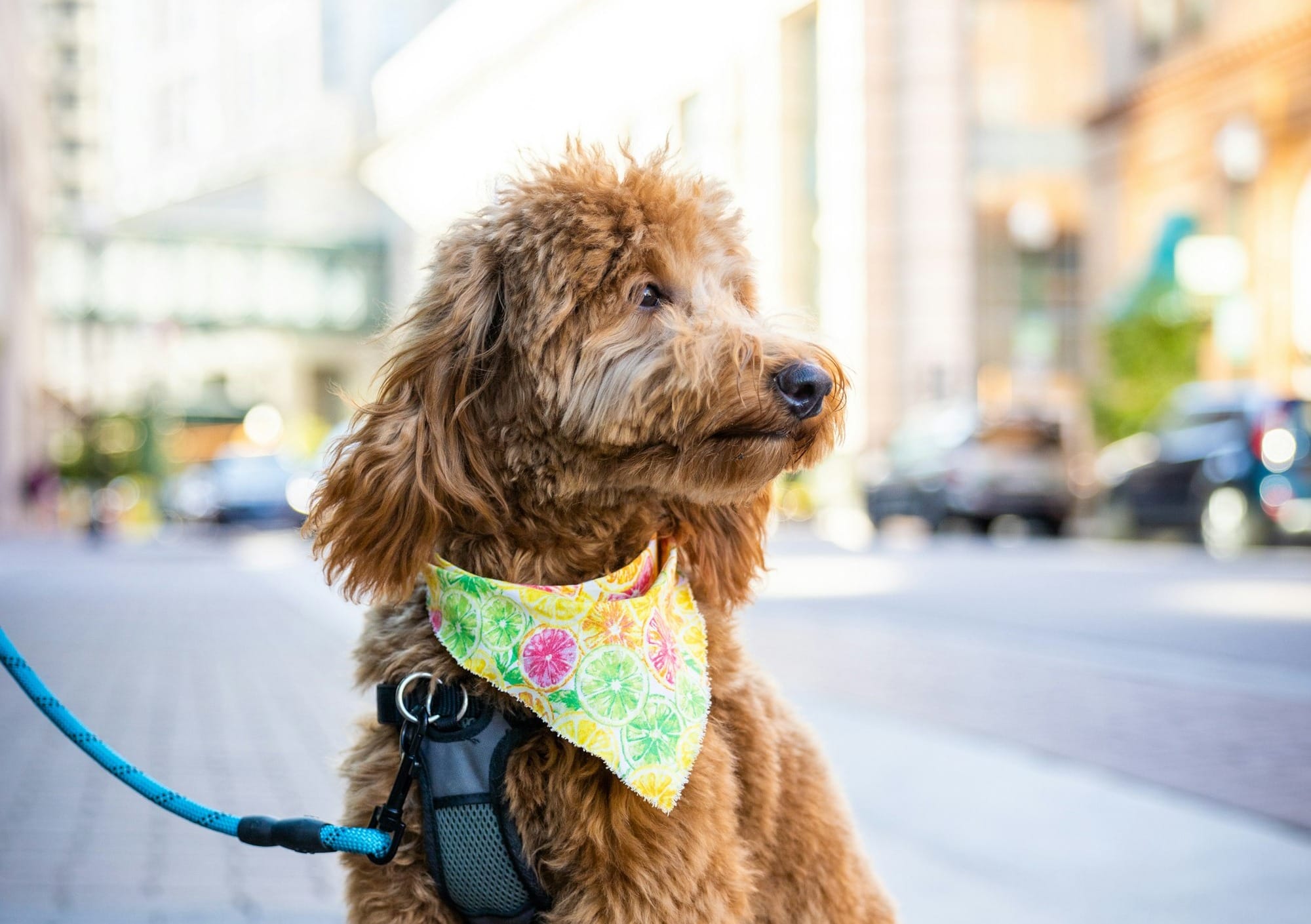 Goldendoodle Haircuts