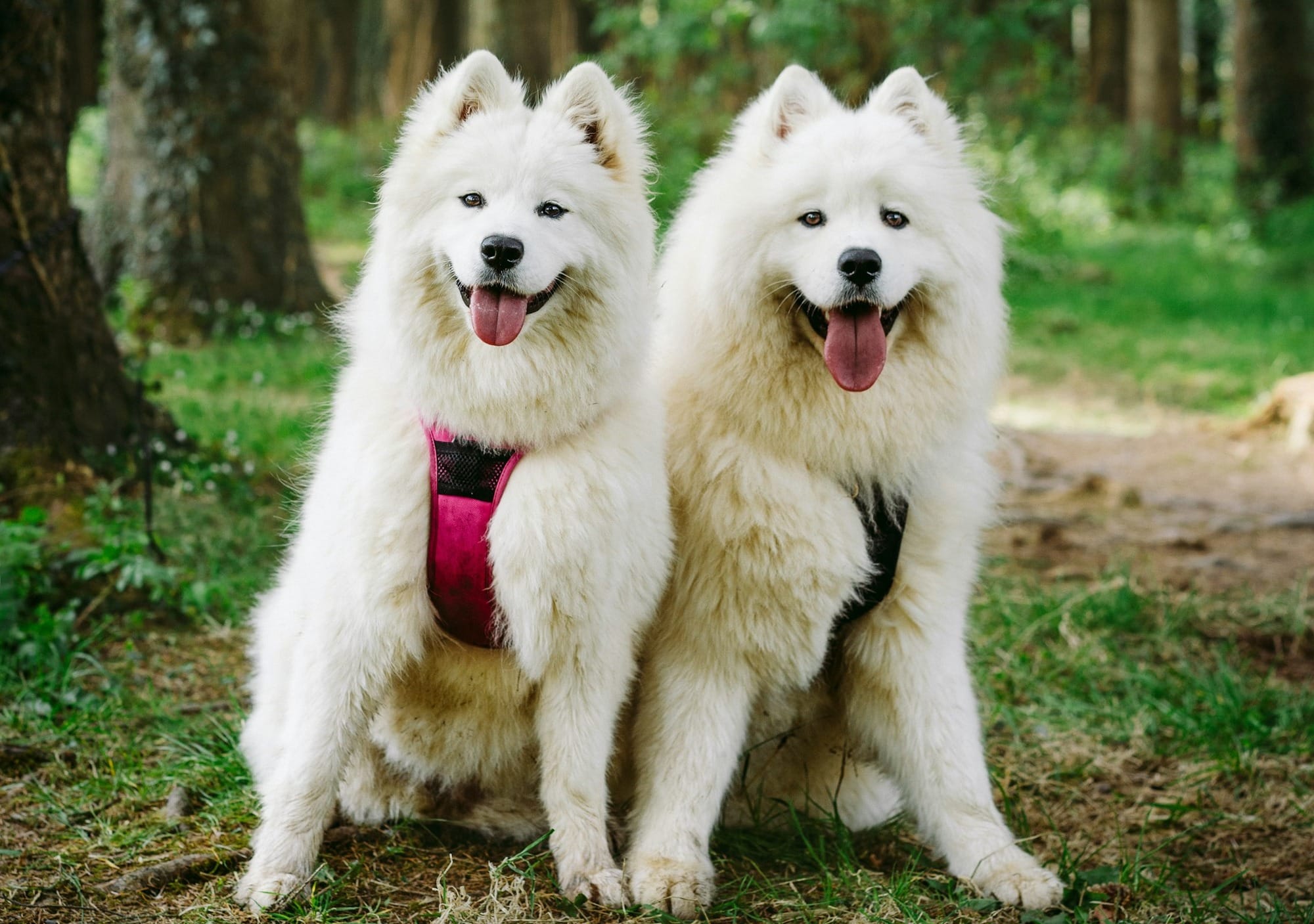 black and white dog names