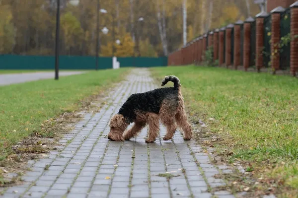 Do Airedale Terriers Smell?